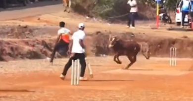 "Baz-Bull": IPL Team's Hilarious Post On Angry Bovine Disrupting Cricket Match Is Viral. Watch | Cricket News