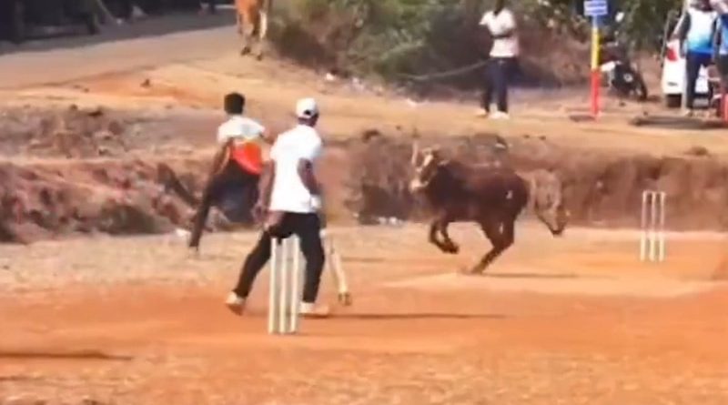 "Baz-Bull": IPL Team's Hilarious Post On Angry Bovine Disrupting Cricket Match Is Viral. Watch | Cricket News